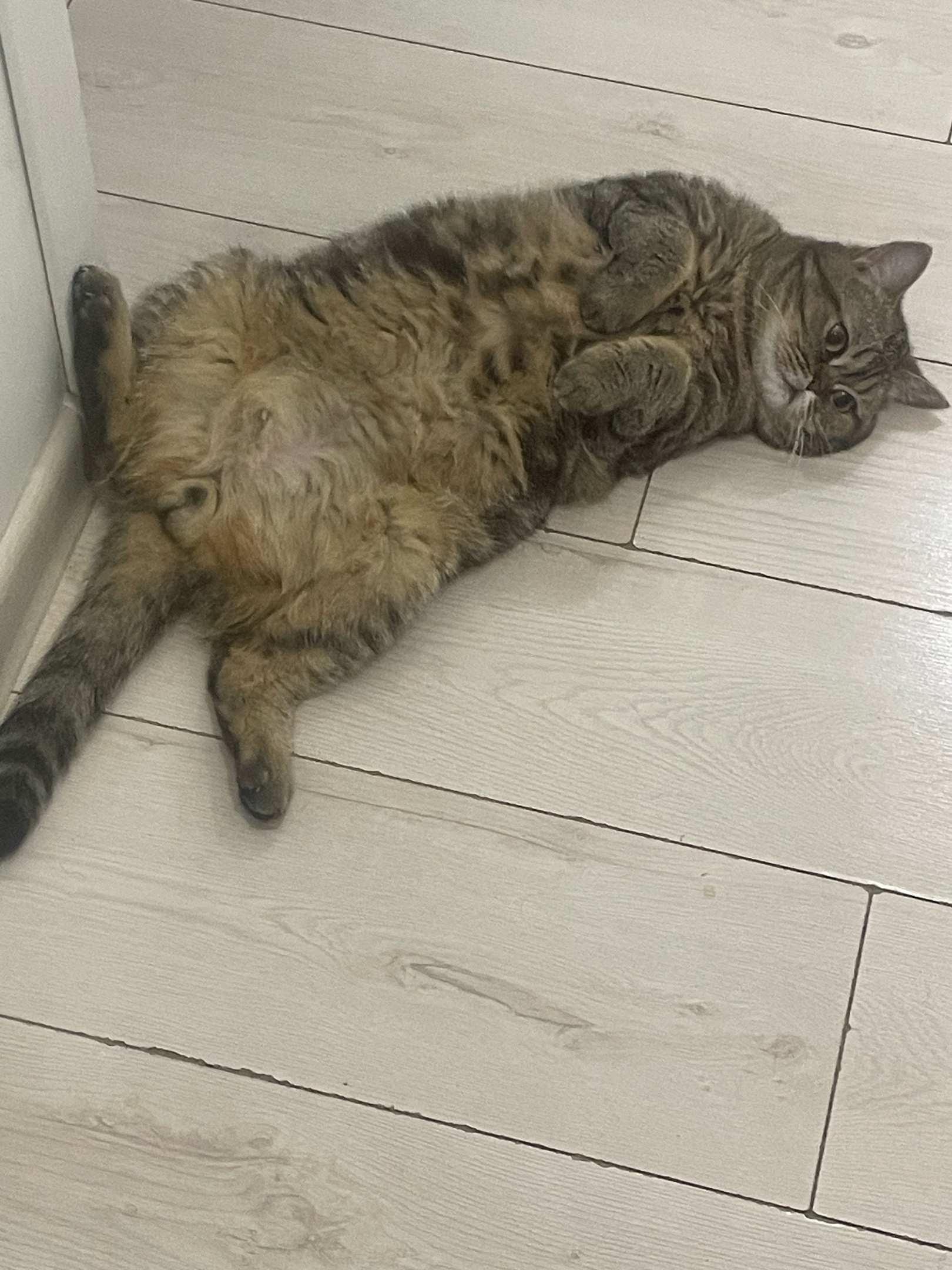 Котик